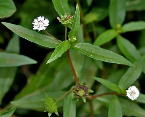 Eclipta alba
